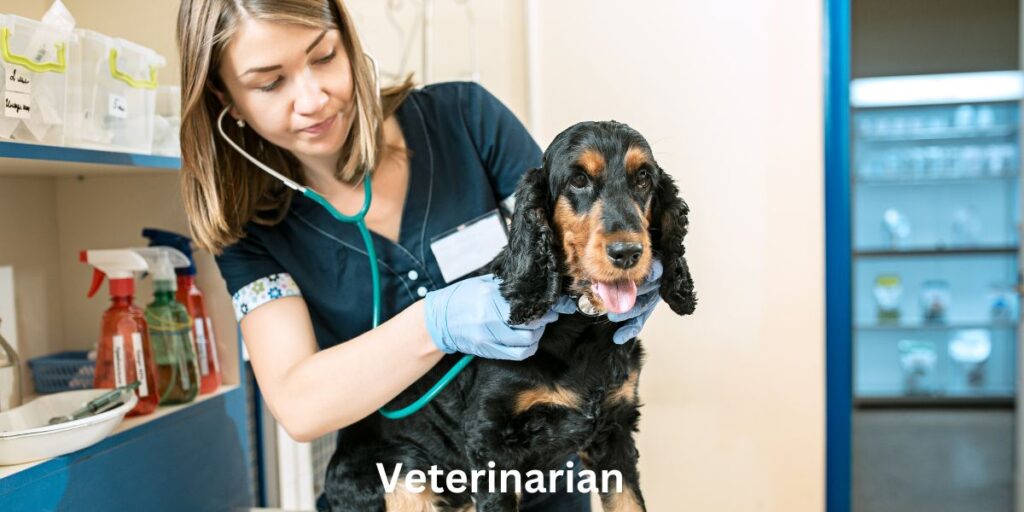 The Education Needed to Be a Veterinarian: Your Guide to Turning Passion into Practice