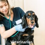 The Education Needed to Be a Veterinarian: Your Guide to Turning Passion into Practice